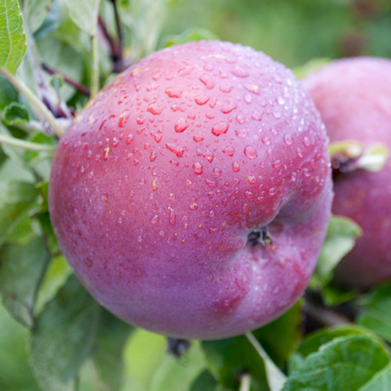 Яблуня Либерти