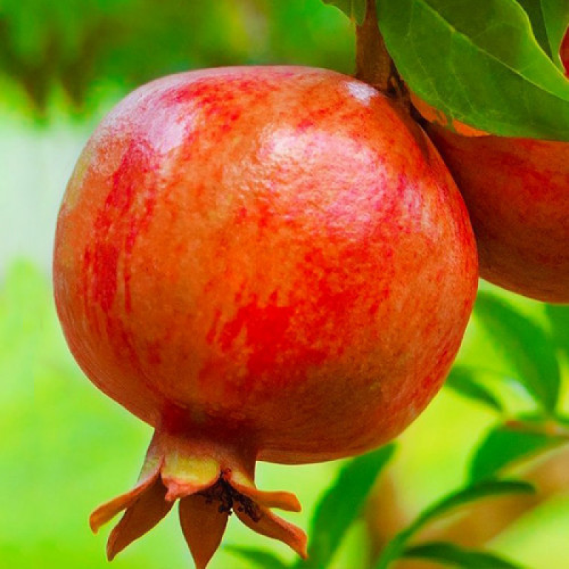 Гранат Кримський смугастий