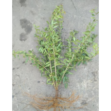 Гранат Троль