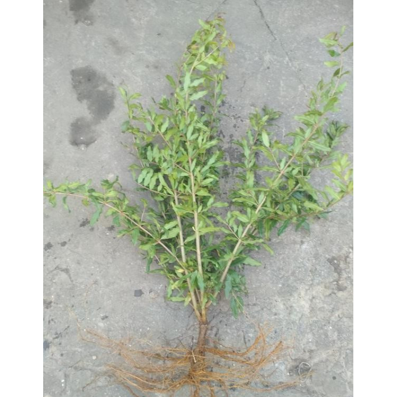 Гранат Троль