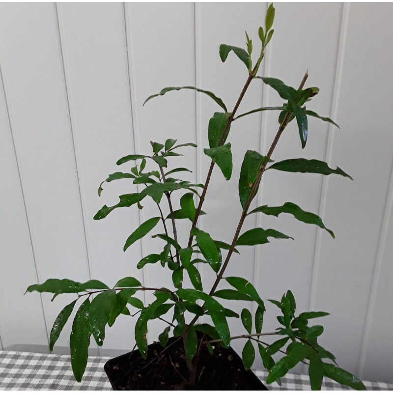 Гранат Велес