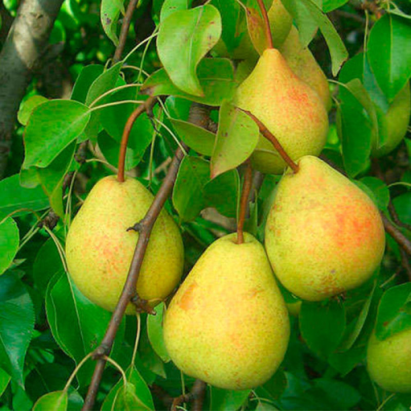 Груша Скарб