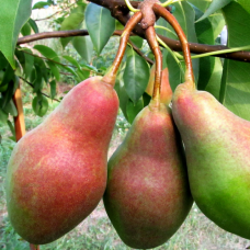 Груша Улюблениця Клаппа