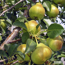 Груша Стрыйская