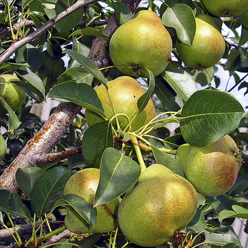 Груша Стрыйская