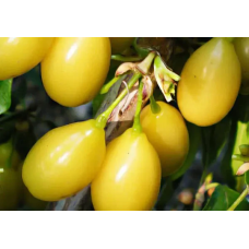 Кизил Буківський жовтий