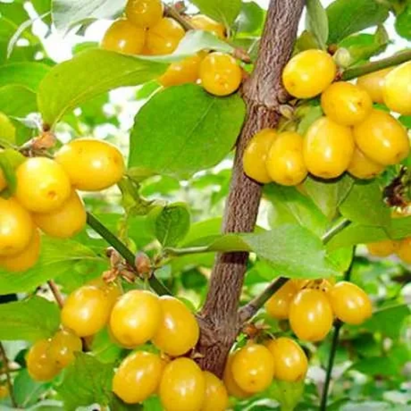 Кизил Алоша