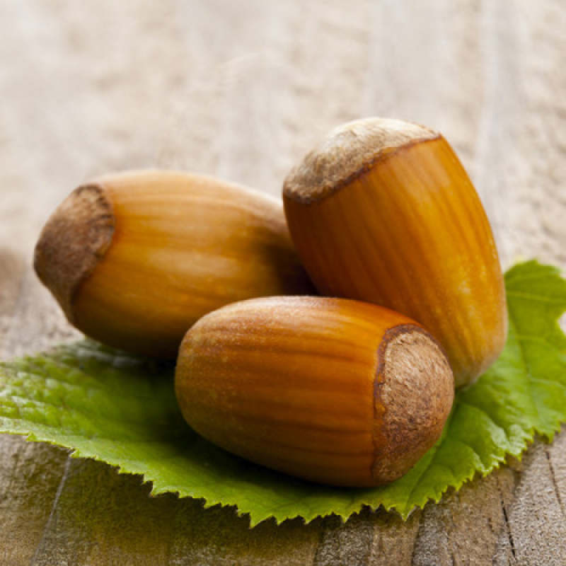 Фундук Косфорд Фундук Косфорд