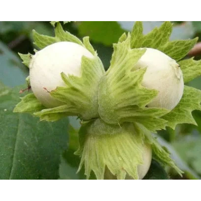 Фундук Галле