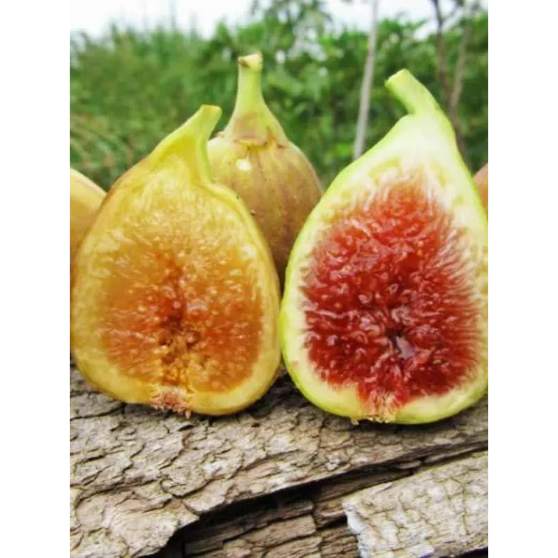 Інжир Брунсвік