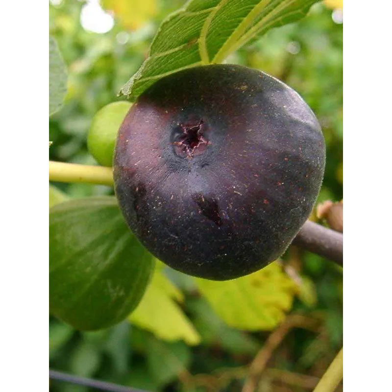 Інжир Муасон