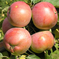 Яблуко Чемпіон