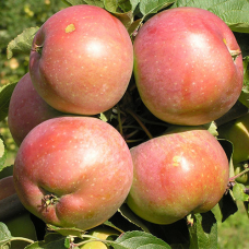 Яблуко Чемпіон