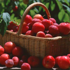 Алича Мірабелла