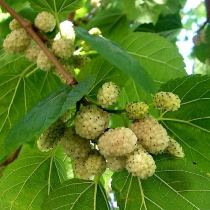 Шовковиця Медова