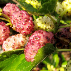 Шовковиця рожева принцеса