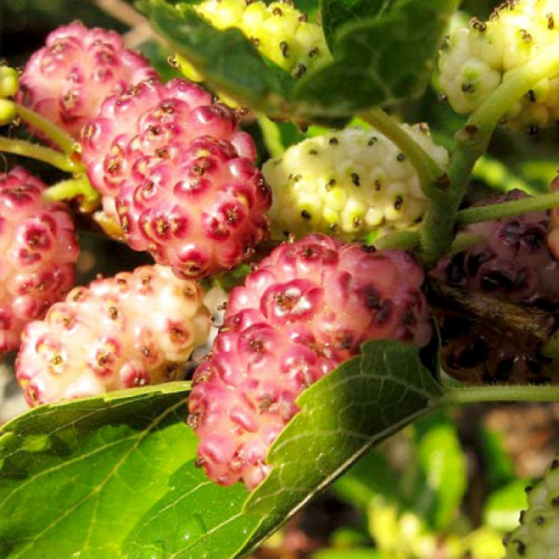 Шовковиця рожева принцеса