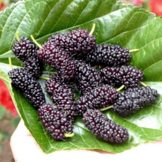 Шовковиця Чорний принц