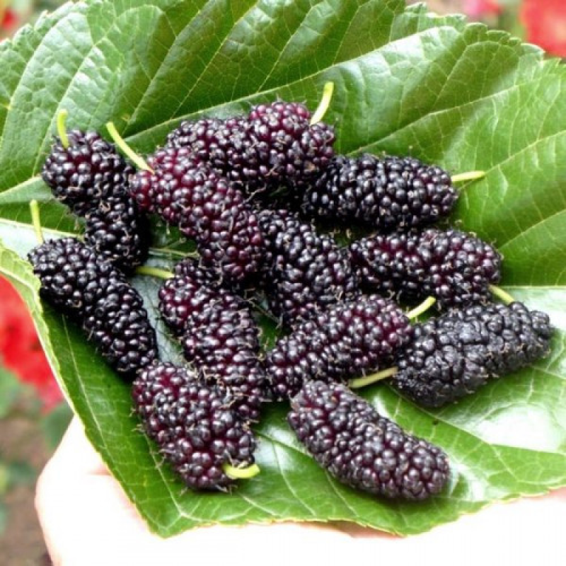 Шовковиця Чорний принц