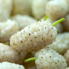 Шовковиця Вікторія біла