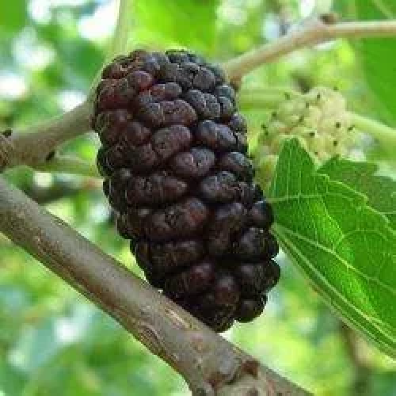 Шовковиця Чорна Перлива