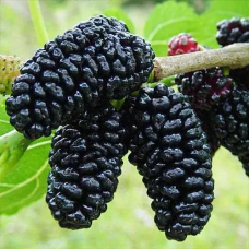 Шовковиця Королівська Чорна