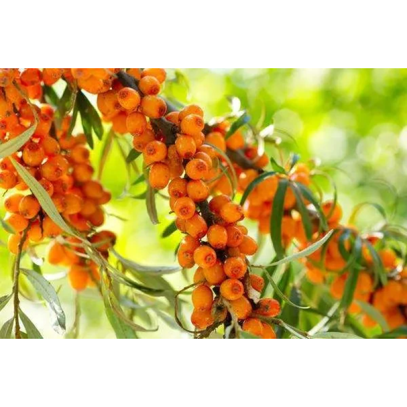 Обіпиха Медовий місяць пара