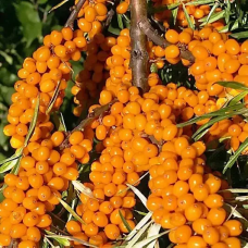 Обліпиха Єва