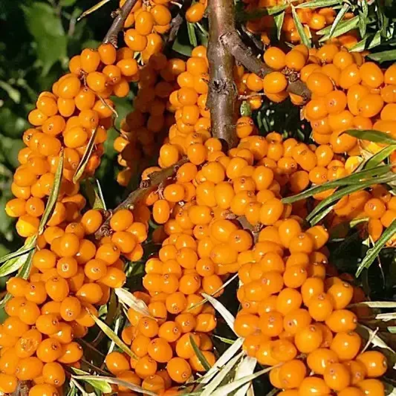 Обліпиха Єва