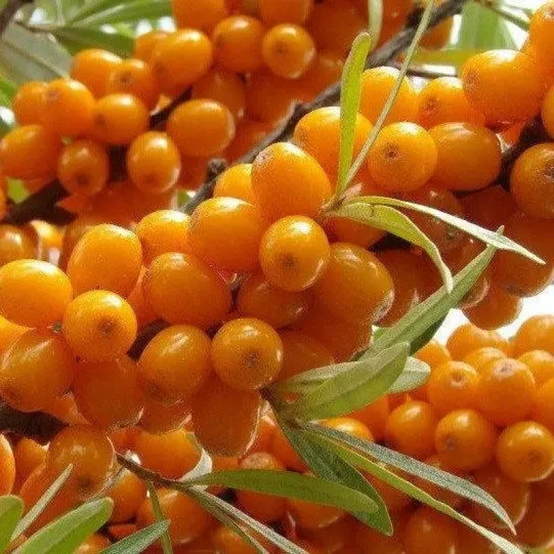 Обліпиха Велетень