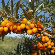 Обліпиха  Лейкора