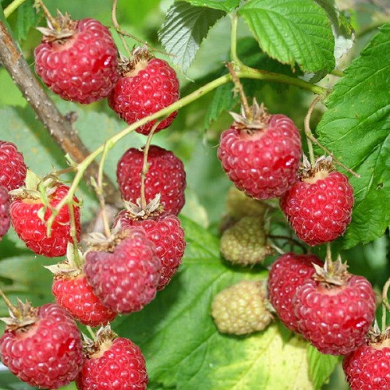 Малина Міккер