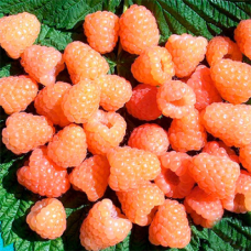 Малина Валентина