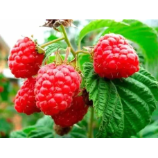 Малина Рубін