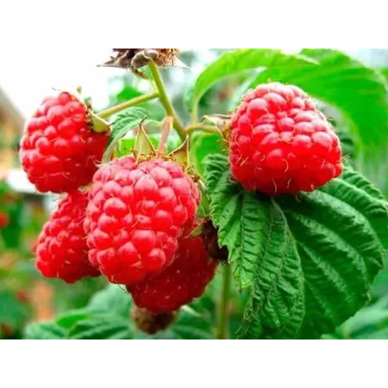 Малина Рубін