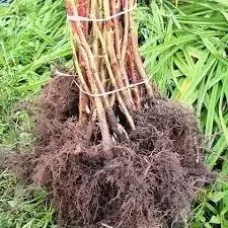 Малина Жовтий гігант