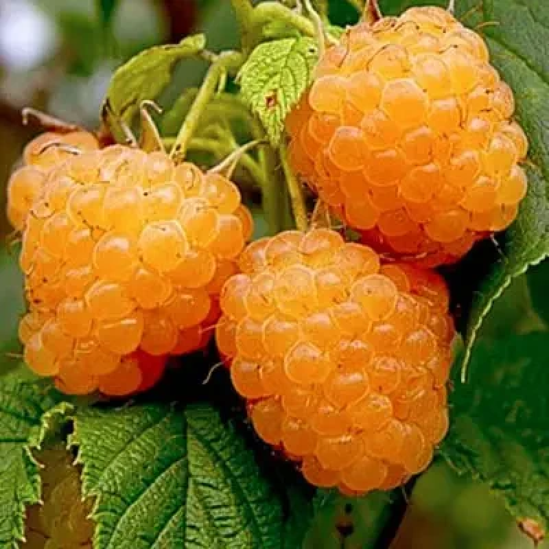 Малина Ранкова Роса