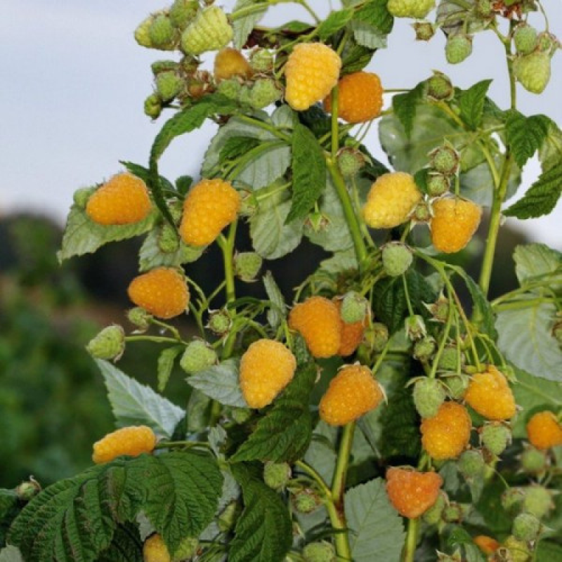 Малинове дерево Жовте Чудо