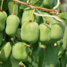 Актинідія Київська