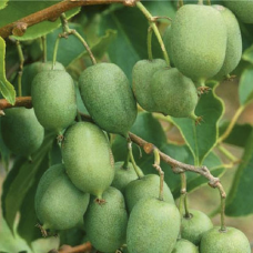 Актинідія Оригінальна