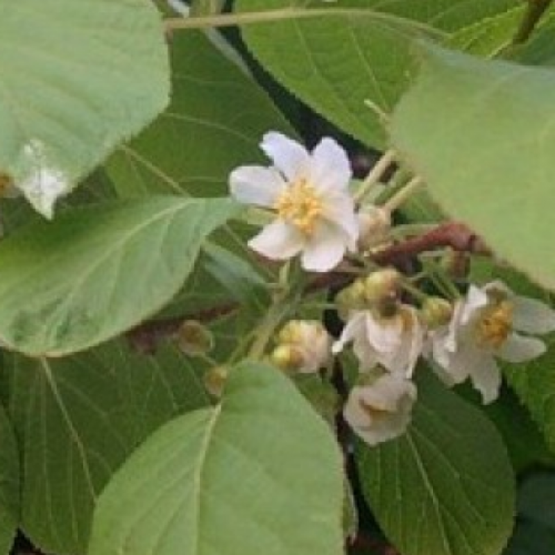 Актинідія Оригінальна жін