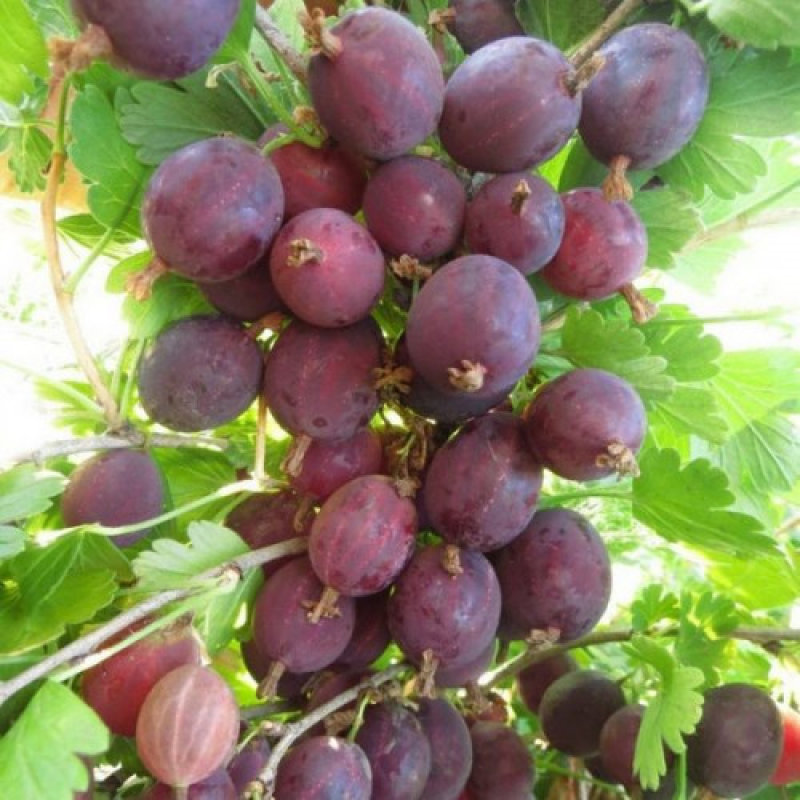 Агрус Гулівер