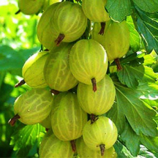 Агрус Інвікта