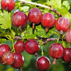 Агрус Карамелька