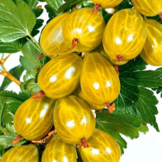 Агрус Медовий