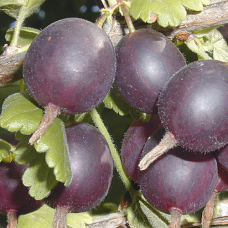 Агрус Сіріус