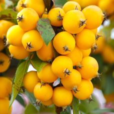 Яблуня Райка жовта