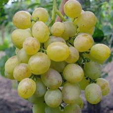 Виноград Вострог