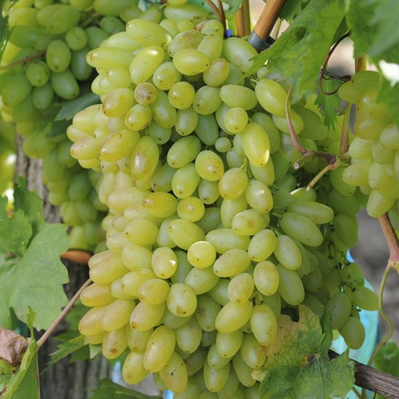 Виноград кишмиш Століття