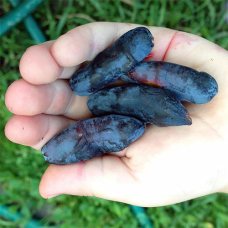 Жимолості Бакчарський велетень